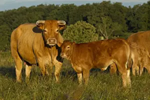 Limousin Prints: Picture No. 10898631