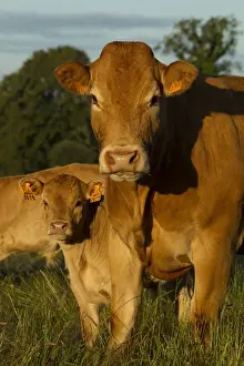 Limousin Prints: Picture No. 10898632