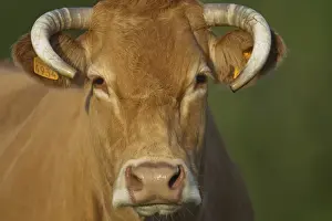 Limousin Prints: Picture No. 10898650