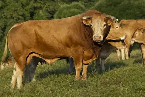 Limousin Prints: Picture No. 10898651