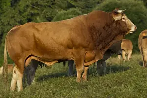 Limousin Prints: Picture No. 10898652