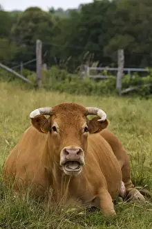 Limousin Prints: Picture No. 10898689