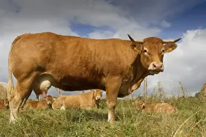 Limousin Prints: Picture No. 10898691