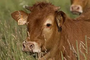 Limousin Prints: Picture No. 10898695