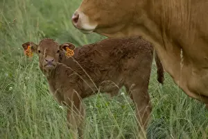 Limousin Prints: Picture No. 10898696