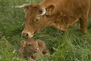 Limousin Prints: Picture No. 10898698