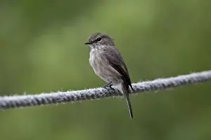 Flycatcher Prints: Picture No. 10898727