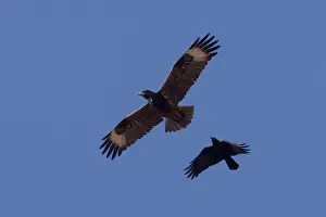 Buzzard Prints: Picture No. 10898734