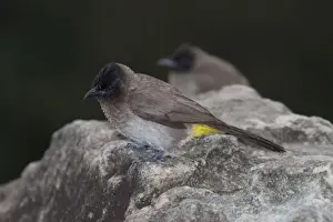 Bulbul Prints: Picture No. 10898743