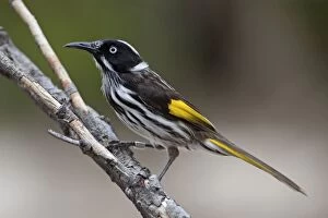 Honeyeater Collection: Picture No. 10898750