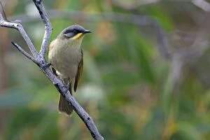 Honeyeater Collection: Picture No. 10898753