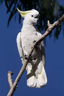 Cacatua Prints: Picture No. 10898761