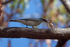 Shrike Prints: Picture No. 10898764