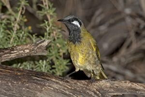 Honeyeater Collection: Picture No. 10898765