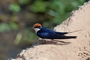 Swallow Prints: Picture No. 10898768
