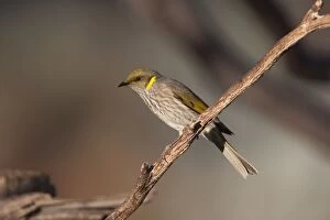 Honeyeater Collection: Picture No. 10898773