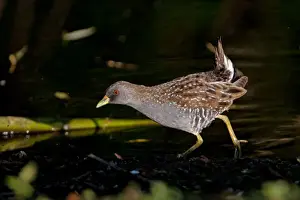 Crake Prints: Picture No. 10898775