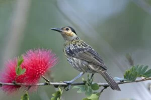 Honeyeater Collection: Picture No. 10898790