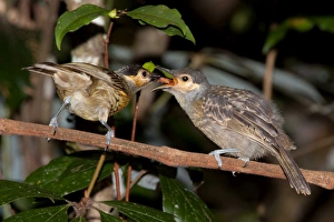 Honeyeater Collection: Picture No. 10898791