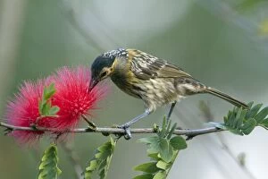 Honeyeater Collection: Picture No. 10898792