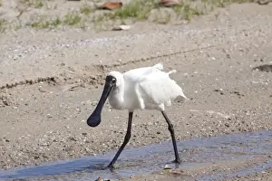 Spoonbill Prints: Picture No. 10898799
