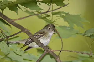 Flycatcher Prints: Picture No. 10898807