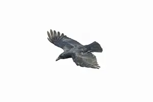 Corvus Prints: Picture No. 10898808