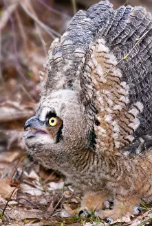 Bubo Prints: Picture No. 10898845