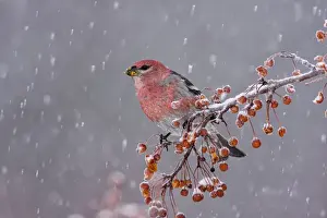 Grosbeak Prints: Picture No. 10898860