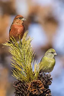 Crossbill Prints: Picture No. 10898864