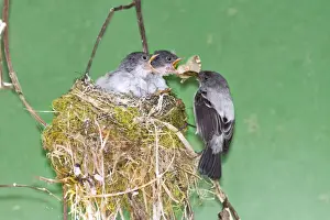 Flycatcher Prints: Picture No. 10898879