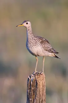 Sandpiper Prints: Picture No. 10898883