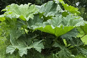 Gunnera Prints: Picture No. 10898897