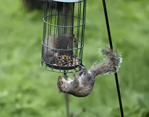 Sciurus Prints: Picture No. 10898915