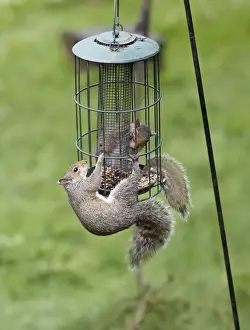 Sciurus Prints: Picture No. 10898919