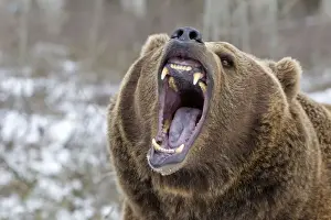 Growling Prints: Picture No. 10898992
