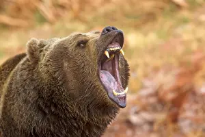 Growling Prints: Picture No. 10898998