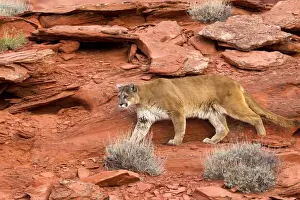 Cougars Prints: Picture No. 10899005