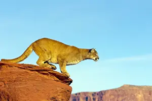Cougars Prints: Picture No. 10899025