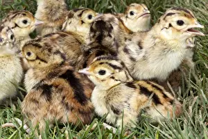 Pheasants Prints: Picture No. 10899047