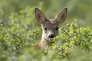 Capreolus Prints: Picture No. 10899068