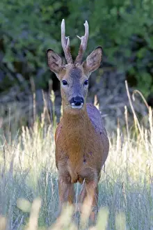 Capreolus Prints: Picture No. 10899069