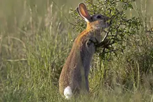 Cuniculus Prints: Picture No. 10899074