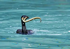 Cormorants Prints: Picture No. 10899080