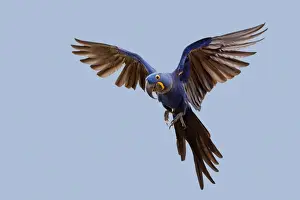 Macaws Prints: Picture No. 10899109