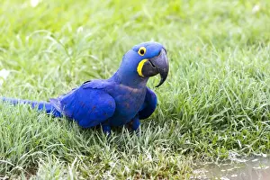 Macaws Prints: Picture No. 10899110