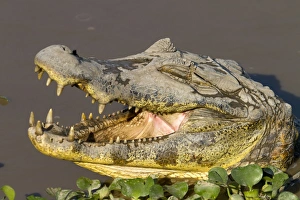 Caimans Collection: Picture No. 10899114