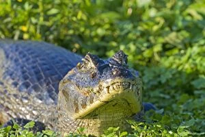 Caimans Collection: Picture No. 10899149