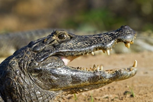 Caimans Collection: Picture No. 10899150