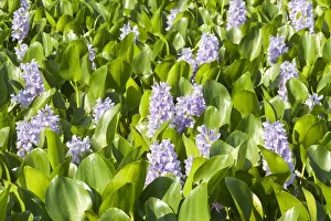 Hyacinths Prints: Picture No. 10899153